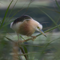 Javan Pond-Heron